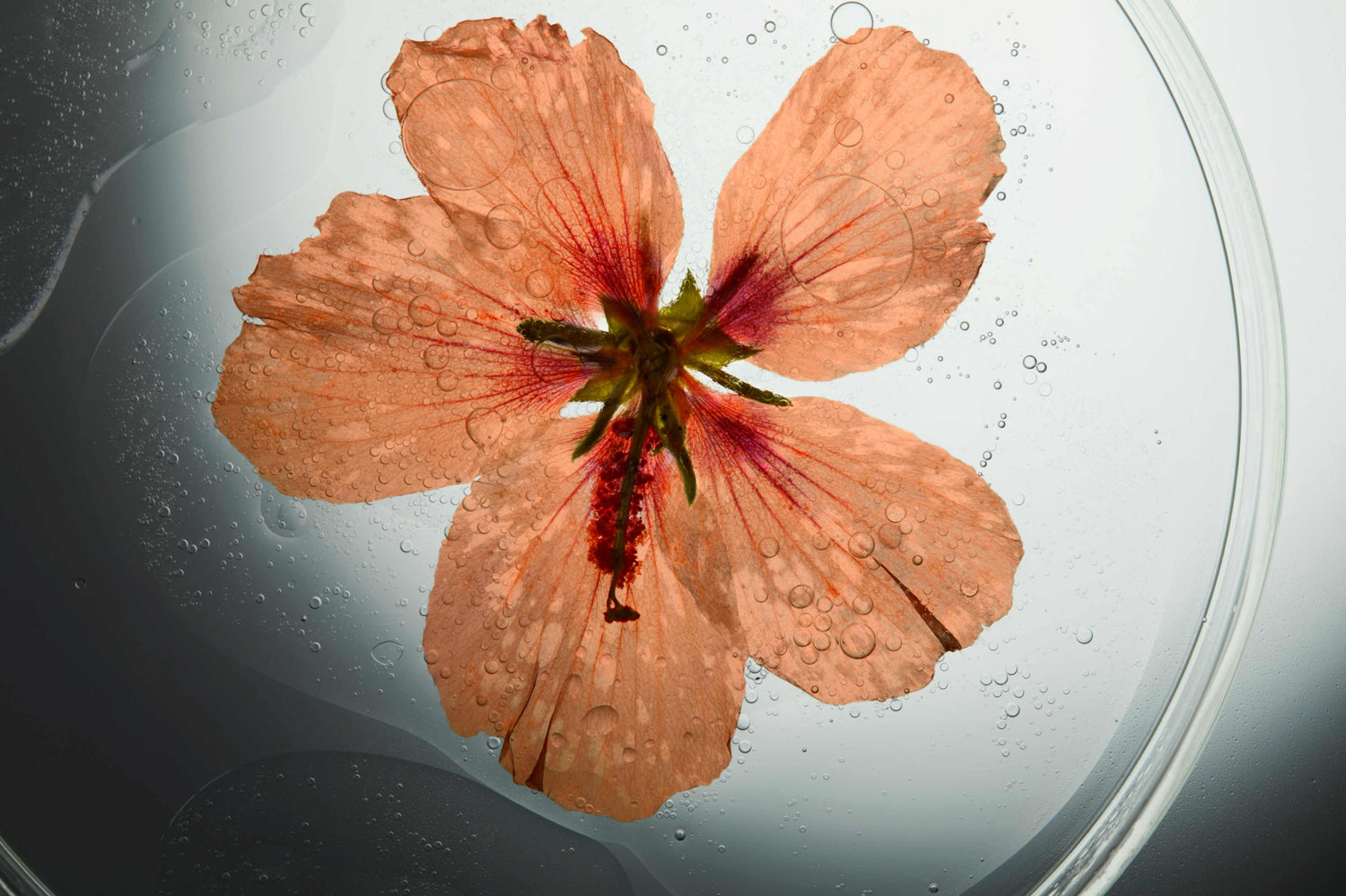 Myoxinol™ : The Neuropeptide Redefining Skincare