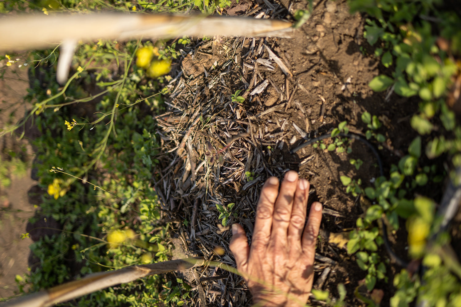 Celebrating Earth Day with the Sicily Environment Fund