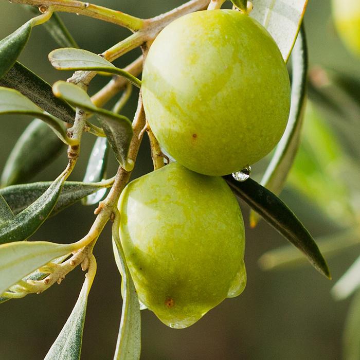 #MediterraneanMonday - Ricette con le olive
