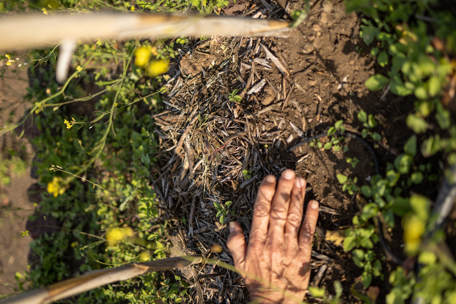 Celebrating Earth Day with the Sicily Environment Fund